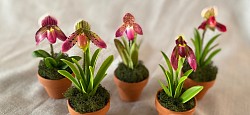 Lady’s slippers orchid