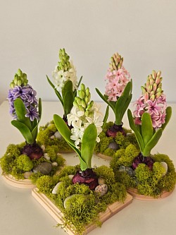 Hyacinths