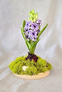 Hyacinth