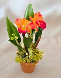 Cattleya orchid