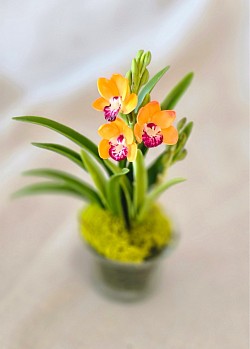 Cymbidium orchid